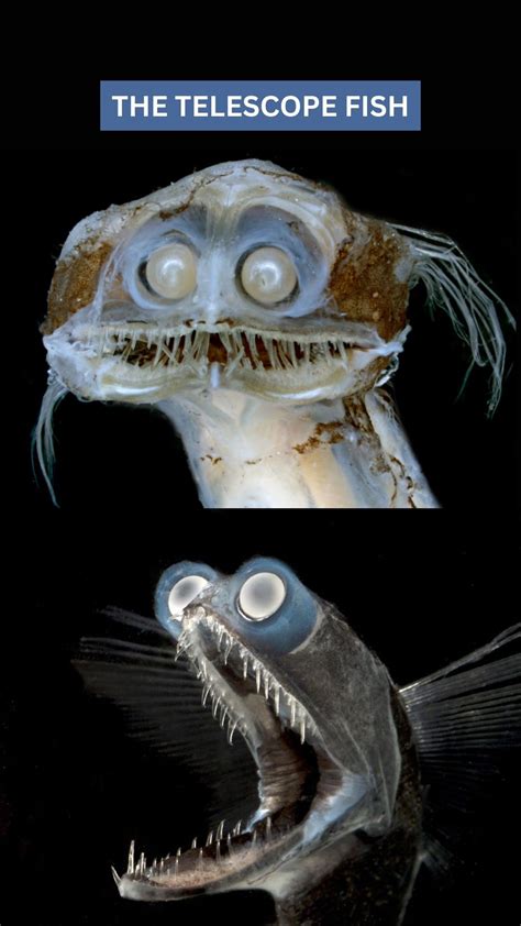 telescope fish|The Telescope Fish (Gigantura) .